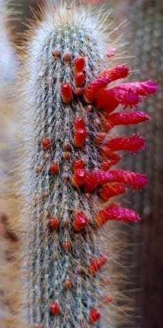 cleistocactus_jujuyensis